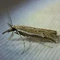 Thaumatopsis pectinifer - Hodges#5447 - photo 2