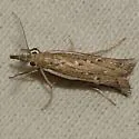 Thaumatopsis pectinifer - Hodges#5447 - photo 3