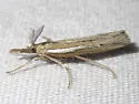 Thaumatopsis pectinifer - Hodges#5447 - photo 4