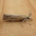Woolly Grass-veneer Moth - Hodges#5439 - Thaumatopsis pexellus