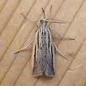 Woolly Grass-veneer Moth - Hodges#5439 - photo 2