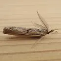 Woolly Grass-veneer Moth - Hodges#5439 - photo 3