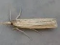 Woolly Grass-veneer Moth - Hodges#5439 - photo 4