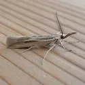 Woolly Grass-veneer Moth - Hodges#5439 - photo 5