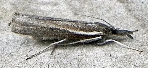 Thaumatopsis solutellus - Hodges#5449 - Thaumatopsis solutellus