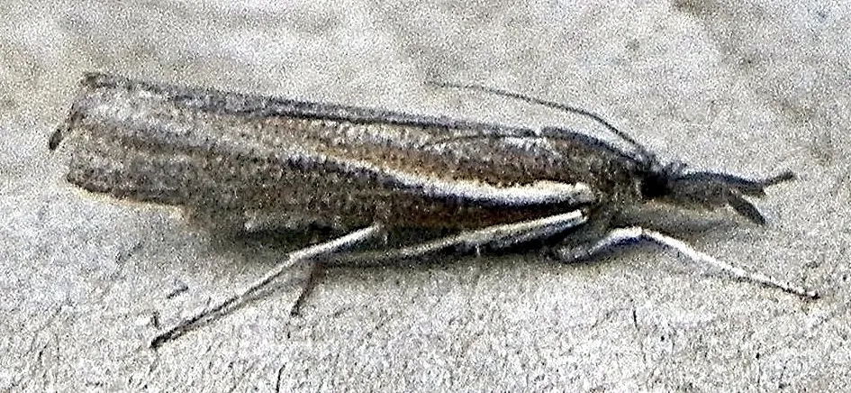 Thaumatopsis solutellus - Hodges#5449 - photo 2