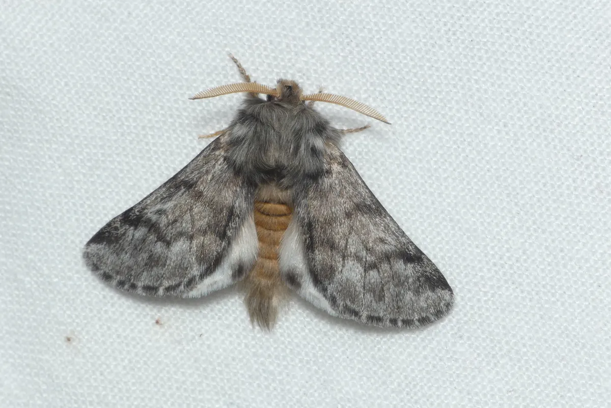 Pine Processionary-moth - photo 3