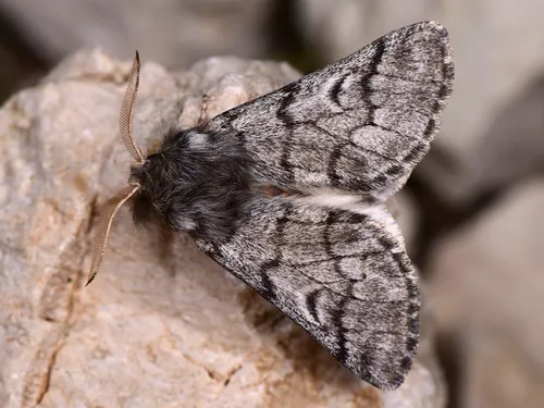 Pine Processionary-moth - photo 5