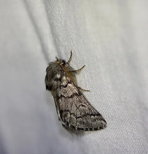 Pine Processionary-moth - photo 6