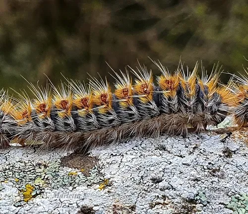 Pine Processionary-moth - photo 7