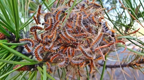 Pine Processionary-moth - photo 8