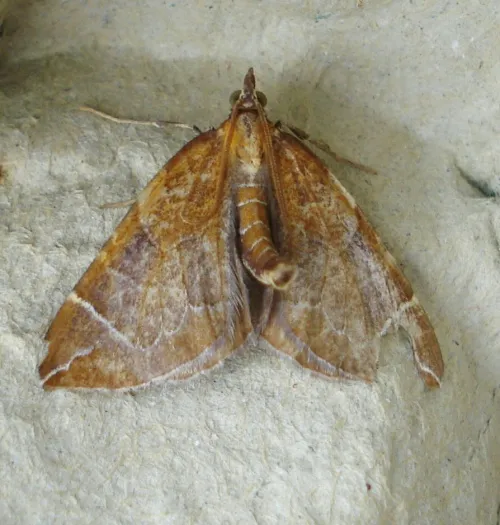 The Chevron - Eulithis testata