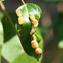 Thecabius populimonilis