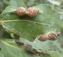 Thecabius populimonilis - photo 3