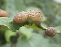 Thecabius populimonilis - photo 4