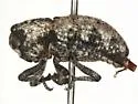 Thecesternus hirsutus