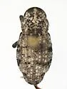 Thecesternus hirsutus - photo 2