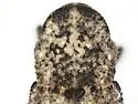 Thecesternus hirsutus - photo 3