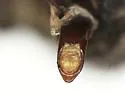 Thecesternus hirsutus - photo 4