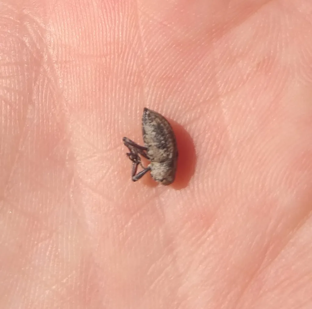 Thecesternus humeralis - photo 2