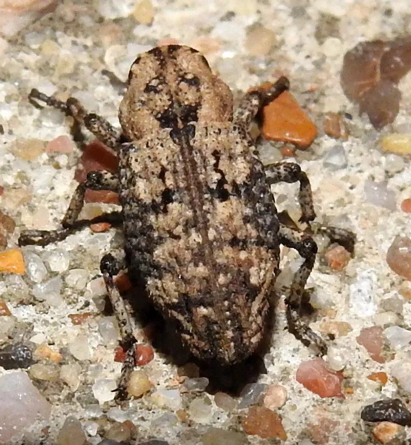 Thecesternus maculosus - photo 2