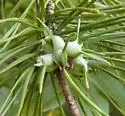 Thecodiplosis brachynteroides - photo 3