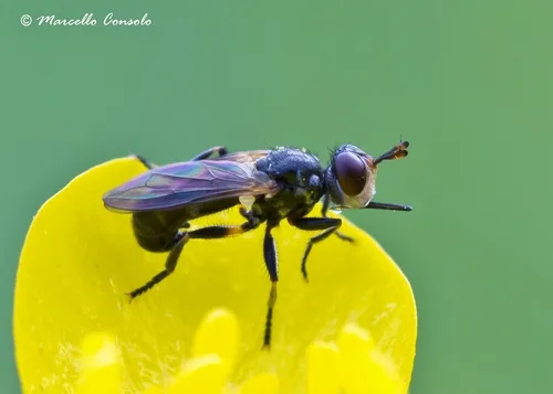 Thecophora atra - Thecophora atra