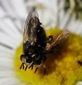Thecophora propinqua - photo 4