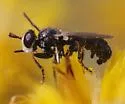 Thecophora propinqua - photo 5