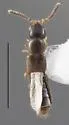Thecturota capito - Thecturota capito