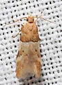 Theisoa constrictella - Hodges#1722 - photo 2