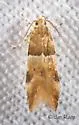 Theisoa constrictella - Hodges#1722 - photo 3