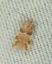 Theisoa constrictella - Hodges#1722 - photo 4