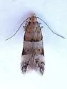 Theisoa multifasciella - Hodges#1723