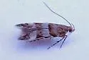 Theisoa multifasciella - Hodges#1723 - photo 2