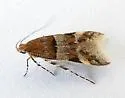 Theisoa multifasciella - Hodges#1723 - photo 3