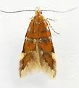 Theisoa multifasciella - Hodges#1723 - photo 4