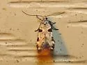 Theisoa pallidochrella - Hodges#1724