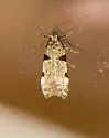 Theisoa pallidochrella - Hodges#1724 - photo 3