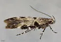 Theisoa pallidochrella - Hodges#1724 - photo 4