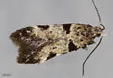Theisoa pallidochrella - Hodges#1724 - photo 5