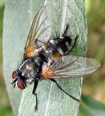 Thelaira nigrina