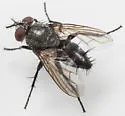 Thelairodoria setinervis