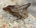 Locust Treehopper