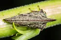 Locust Treehopper - photo 2