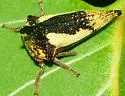 Locust Treehopper - photo 3