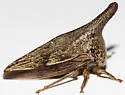 Locust Treehopper - photo 4