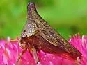 Locust Treehopper - photo 5