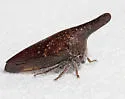 Thelia uhleri
