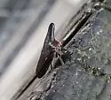 Thelia uhleri - photo 2